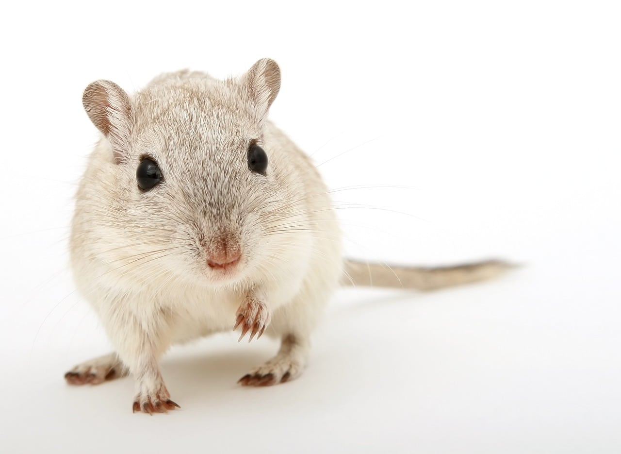 Quels sont les soins essentiels pour un hamster?